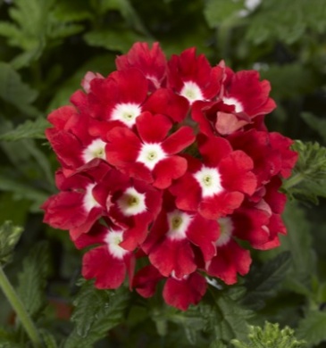 Вербена гибридная (Verbena hybrida)