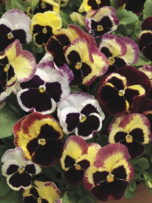 Виола Виттрока (Viola wittrockiana)