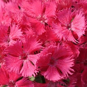 Гвоздика турецкая (Dianthus barbatus)