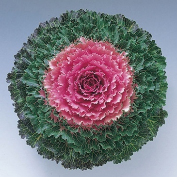 Декоративная капуста (Brassica oleracea)