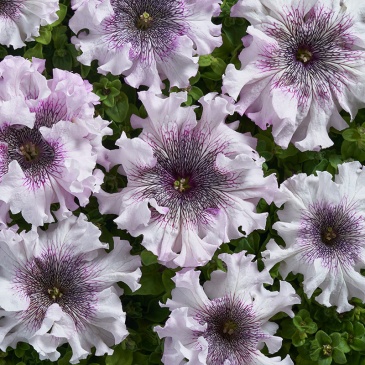 Петуния крупноцветковая (Чехия) превосходнейшая (Petunia grandiflora superbissima)