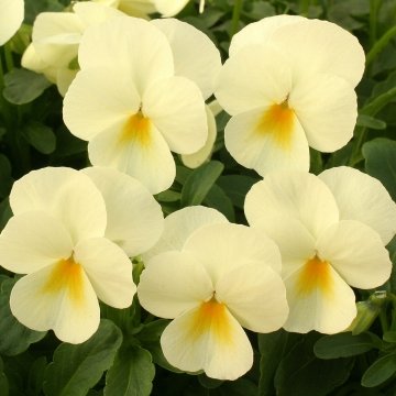 Виола рогатая (Viola cornuta)