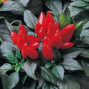 Перец летний (Capsicum annuum)