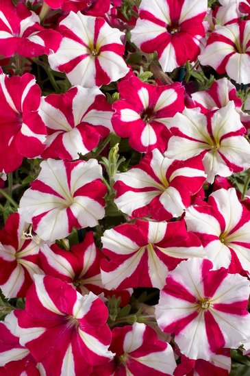 Петуния многоцветковая (Petunia multiflora)
