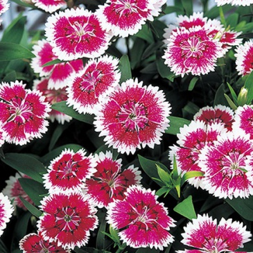 Гвоздика китайская х турецкая (Dianthus chinensis x barbatus)