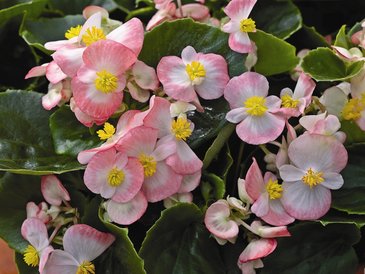 Бегония вечноцветущая (зеленая листва) (Begonia semperflorens)