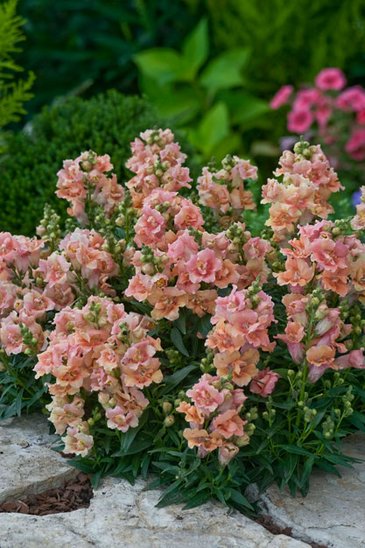 Львиный зев (Антирринум) махровый (Antirrhinum majus)