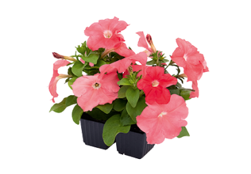 Петуния многоцветковая (генетически компактная) (Petunia multiflora) Петуния многоцветковая (генетически компактная) (Petunia multiflora)