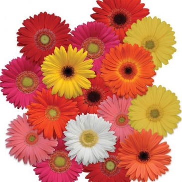 Гербера Джеймсона (Gerbera jemesonii)