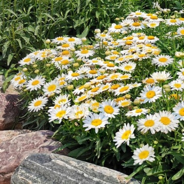 Нивяник превосходный (Leucanthemum x superbum)