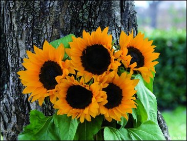 Подсолнечник летний (Helianthus annuus)
