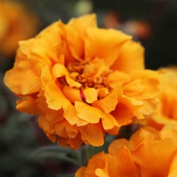 Портулак крупноцветковый (Portulaca grandiflora)