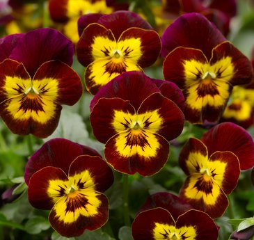 Виола рогатая (Viola cornuta)