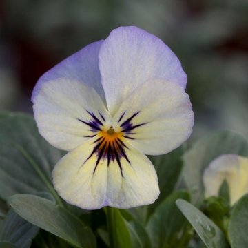 Виола рогатая (Viola cornuta)