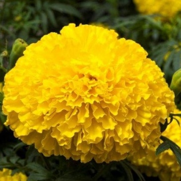 Бархатцы прямостоячие (Tagetes erecta)