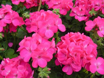 Герань (пеларгония садовая) (Pelargonium x hortorum)