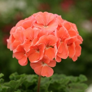 Герань (пеларгония садовая) (Pelargonium x hortorum)