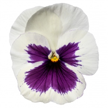 Виола Виттрока (Viola wittrockiana)