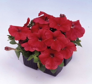 Петуния многоцветковая (генетически компактная) (Petunia multiflora)