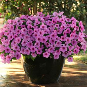Петуния ампельная гибридная (Petunia х hybrida)