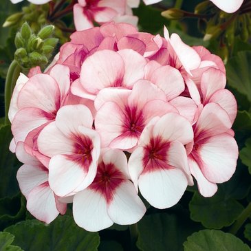 Герань (пеларгония садовая) (Pelargonium x hortorum)