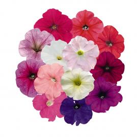 Петуния ампельная гибридная (Petunia х hybrida)