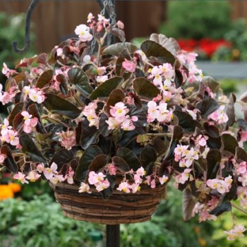 Бегония гибридная ампельная (бронзовая листва) (Begonia hybrida)