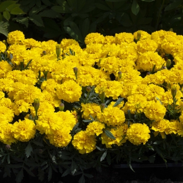 Бархатцы отклоненные (Tagetes patula)
