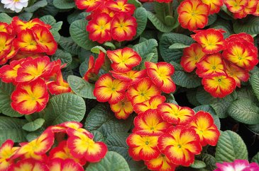 Примула бесстебельная (Primula acaulis) Примула бесстебельная (Primula acaulis)