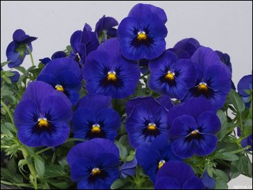 Виола гибридная (Viola wittrockiana x cornuta)