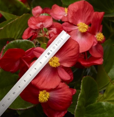 Бегония гибридная (зеленая листва) (Begonia hybrida)