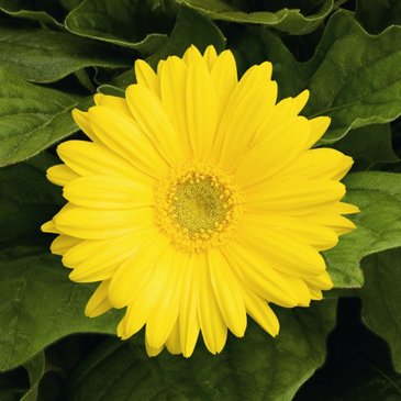 Гербера Джеймсона (Gerbera jemesonii)