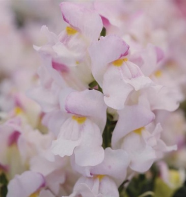Львиный зев (Антирринум) большой (Antirrhinum majus)