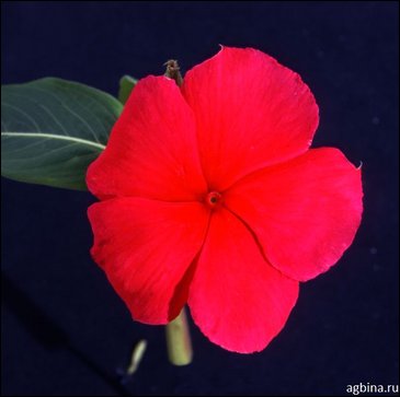 Катарантус розовый (Vinca rosea)