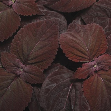 Колеус гибридный (Coleus х hybrida)