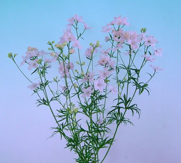 Дельфиниум китайский (Delphinium chinensis)