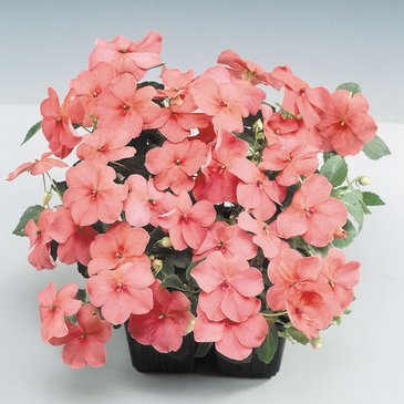 Бальзамин Уоллера (Impatiens walleriana) Бальзамин Уоллера (Impatiens walleriana)