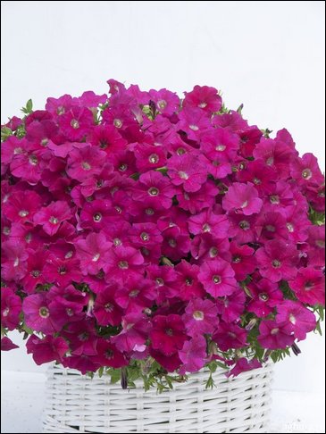 Петуния ампельная гибридная (Petunia x hybrida)