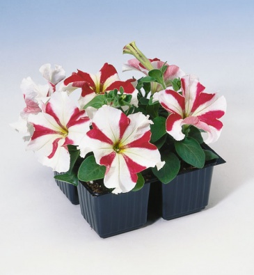 Петуния крупноцветковая (Petunia grandiflora)