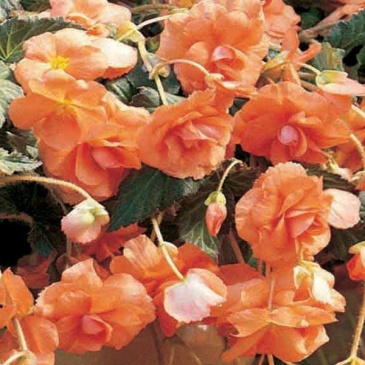 Бегония клубневая махровая ампельная (Begonia tuberhybrida)