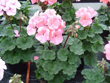 Герань (пеларгония садовая) генетически компактная (Pelargonium x hortorum)