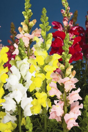 Львиный зев (Антирринум) большой (Antirrhinum majus)