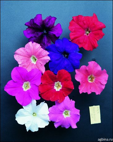 Петуния крупноцветковая (Petunia grandiflora)