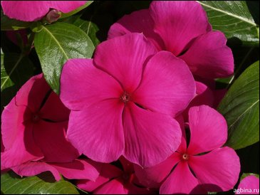 Катарантус розовый (Vinca rosea)