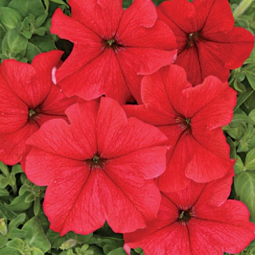 Петуния крупноцветковая (Чехия) (Petunia grandiflora)