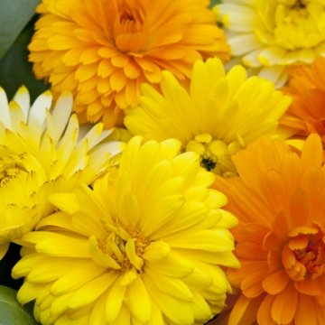 Календула лекарственная (Calendula officinalis)