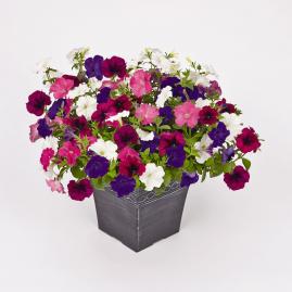 Петуния ампельная гибридная (Petunia х hybrida)
