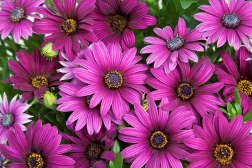 Остеоспермум Эклона (Osteospermum eclonis)
