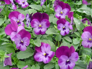 Виола рогатая (Viola cornuta)