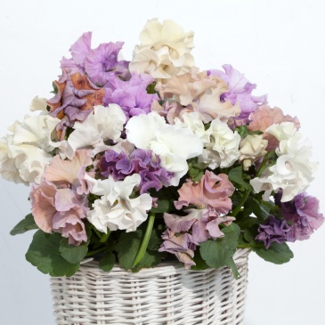 Виола Виттрока (Viola wittrockiana)